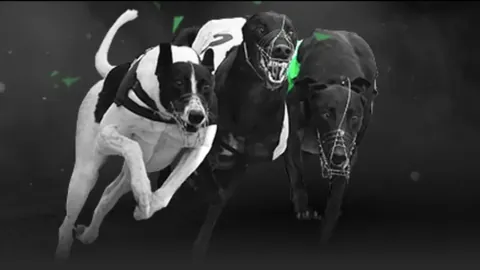 杰伦·布朗直面挑战：凯尔特人球星透露膝盖困扰持续困扰